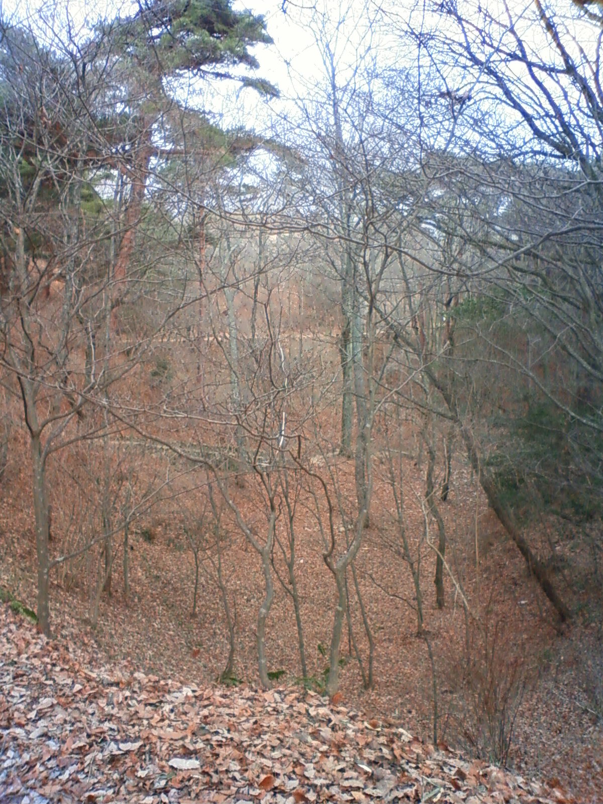 NEC_0750.JPG