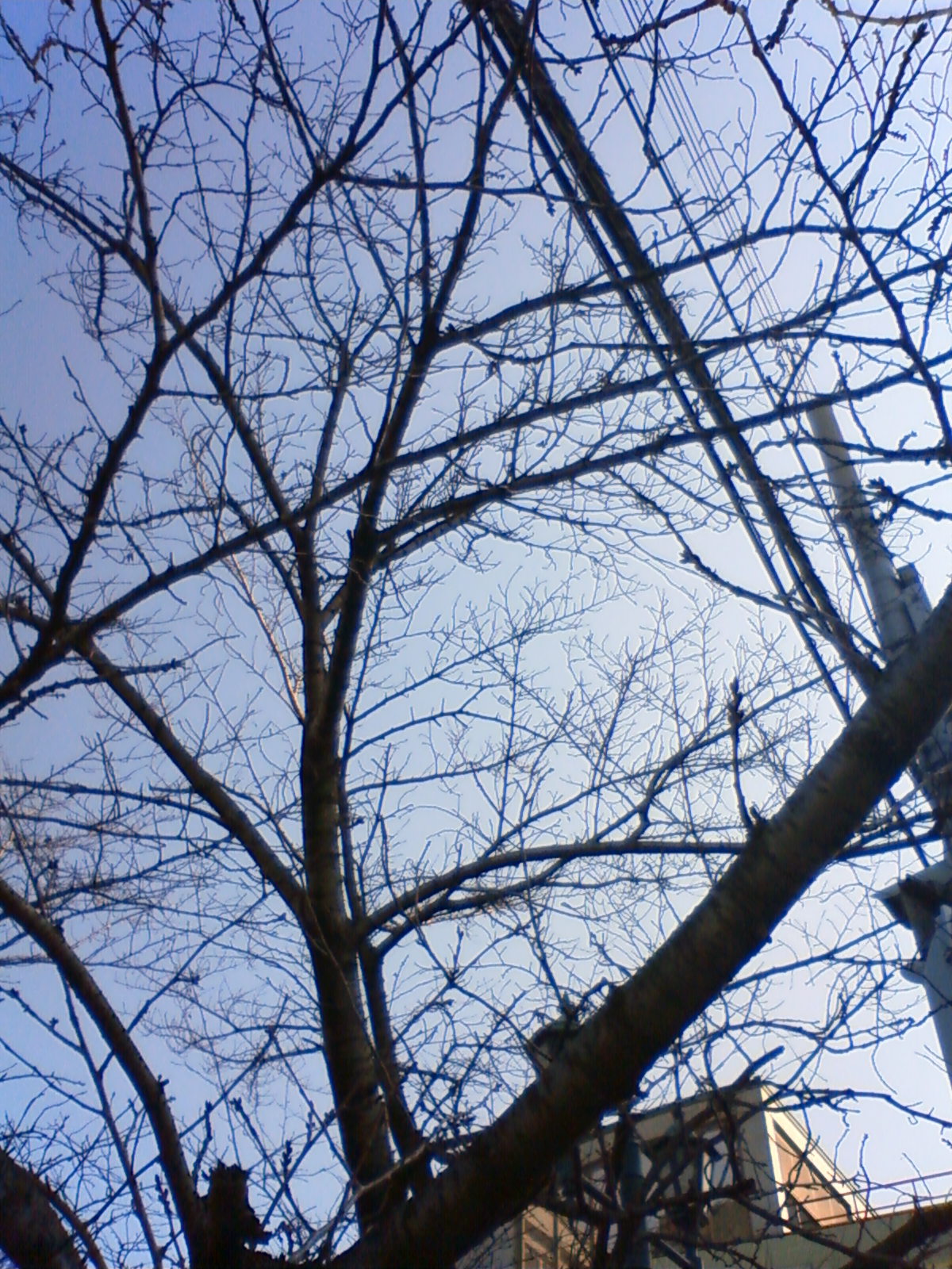 NEC_0720.JPG